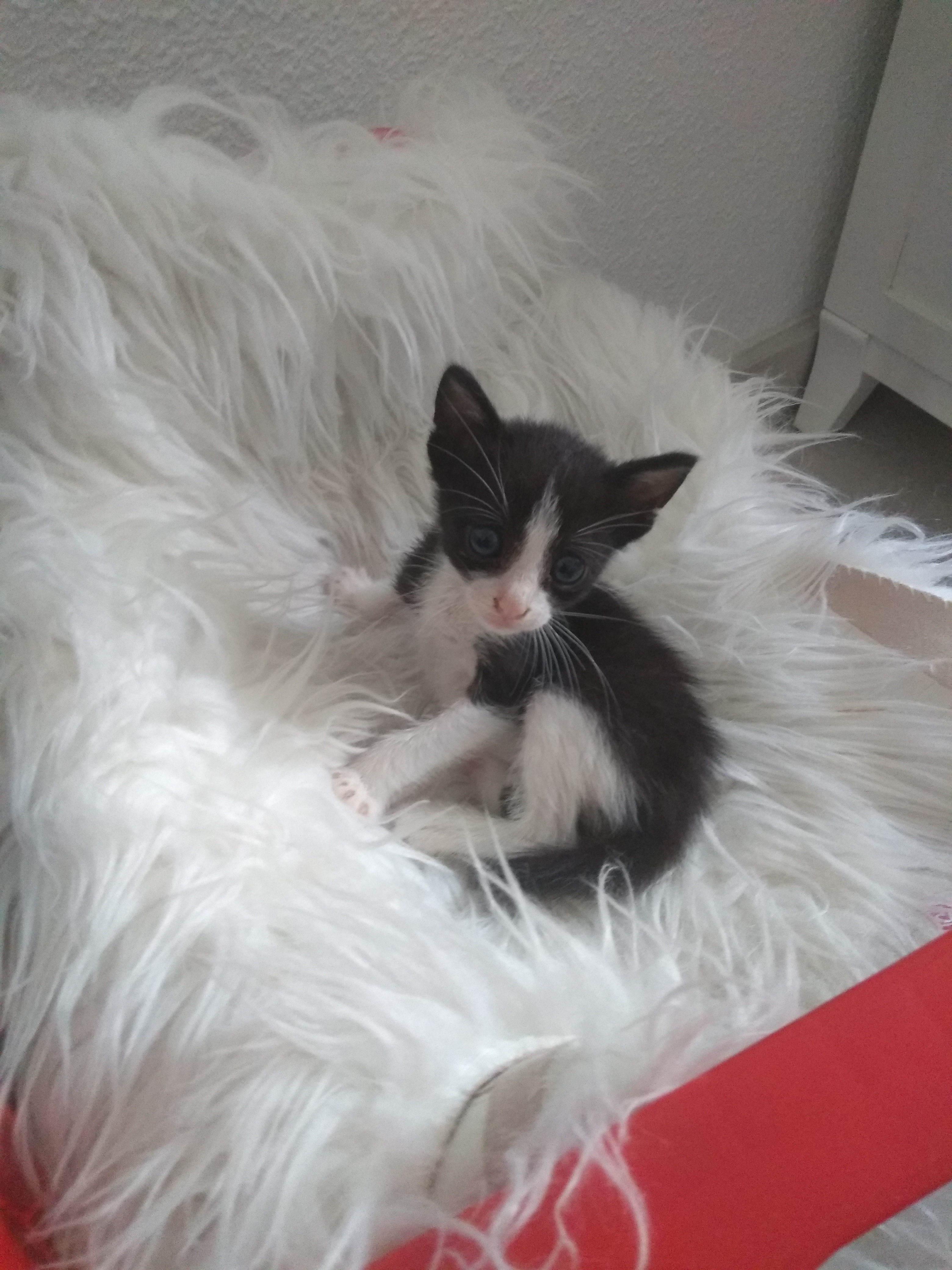 Rio - a Tuxedo Kitten is looking for a home
