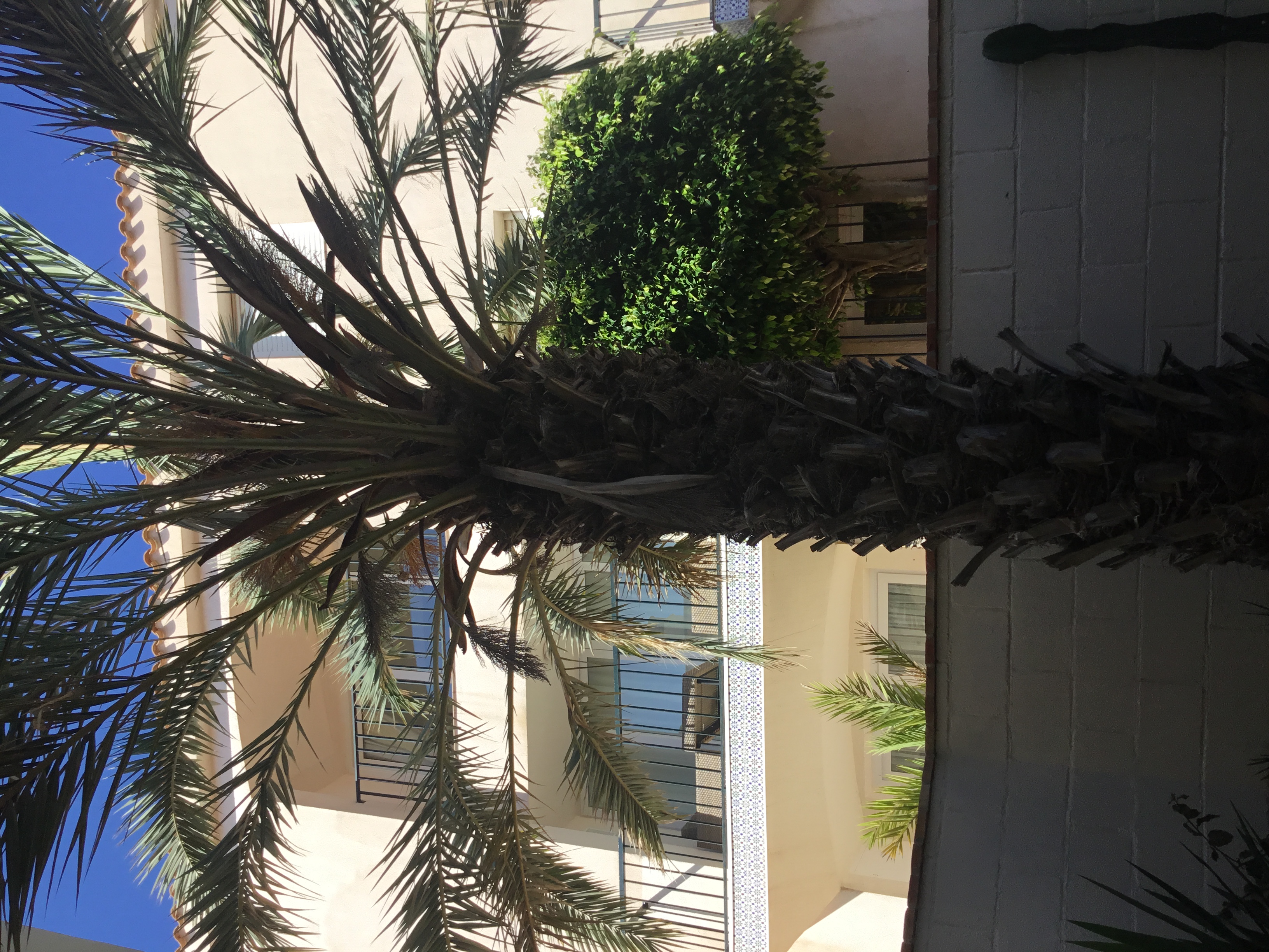 Can anyone recommend: I am looking for someone to prun a palm tree.